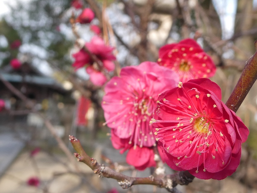 f:id:ma_mimume:20200207193616j:plain f:id:ma_mimume:20200207193616j:plain