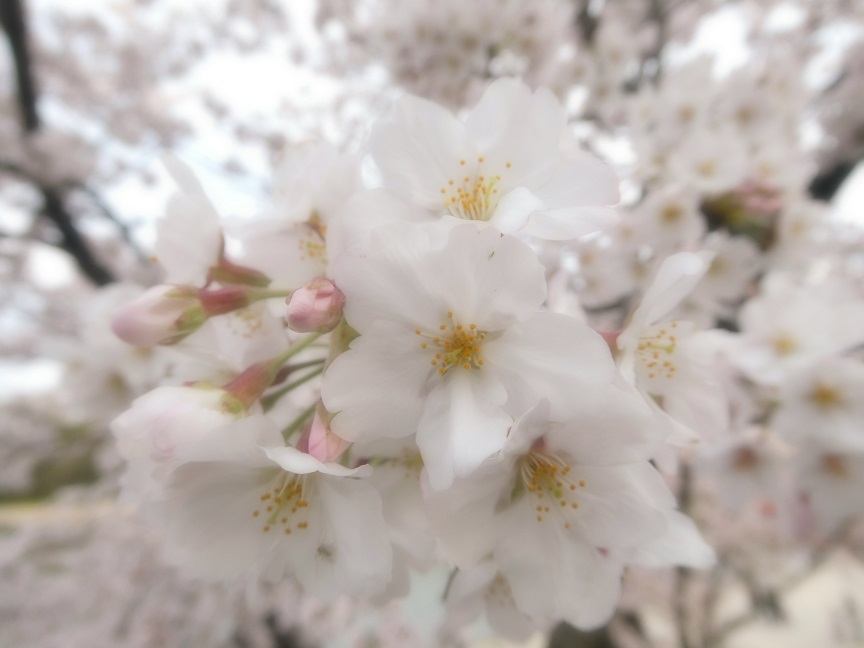 f:id:ma_mimume:20200405163258j:plain