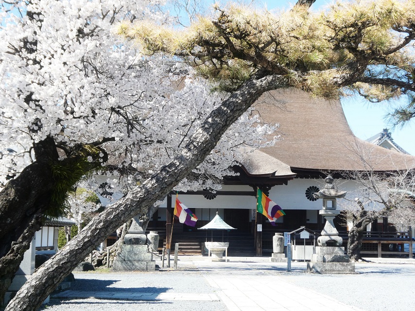 満開の桜に包まれた寺院、　桜、春、寺社仏閣 満開の桜に包まれた寺院、 桜、春、寺社仏閣