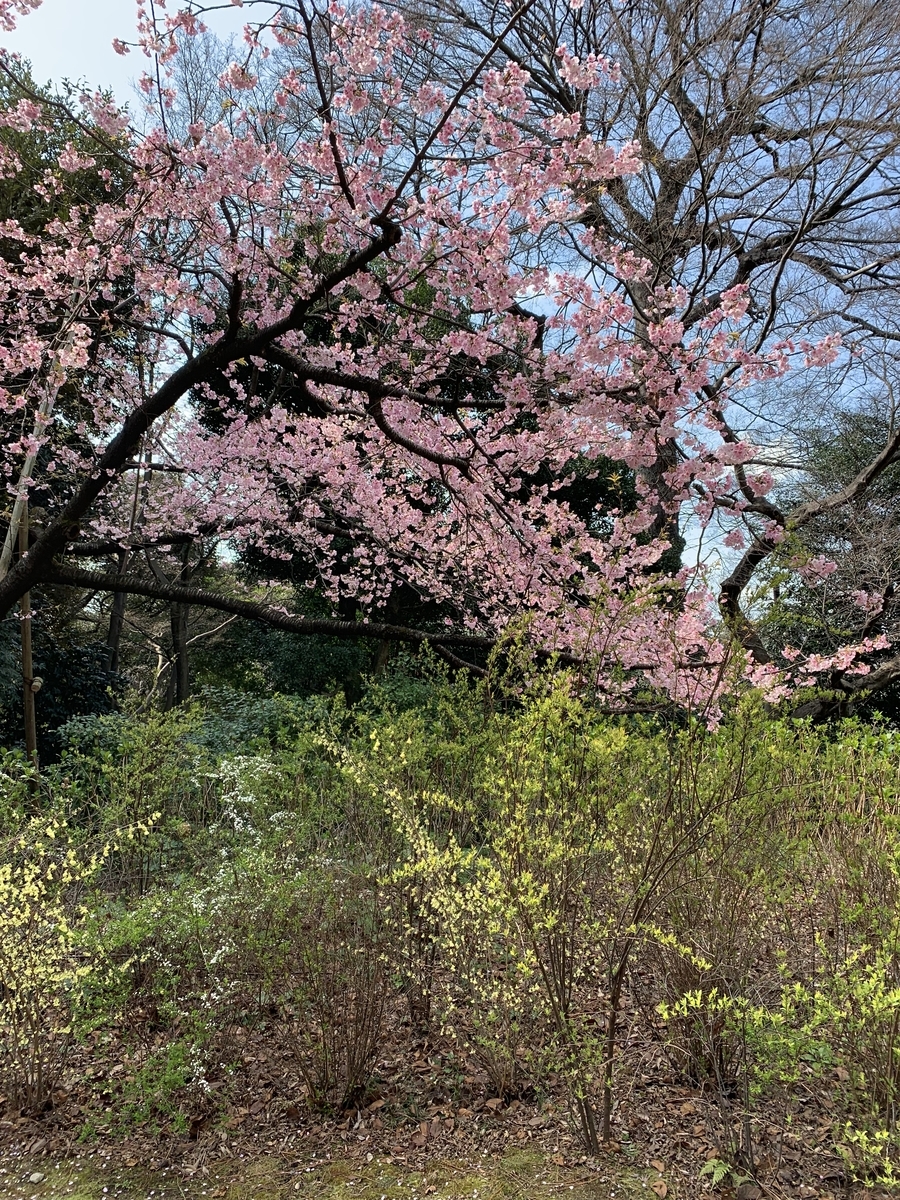 f:id:ma_naru:20190317224316j:plain f:id:ma_naru:20190317224316j:plain