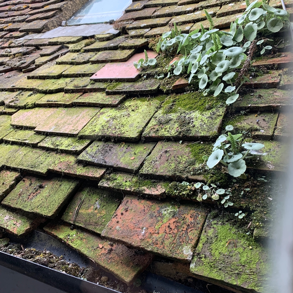 f:id:ma_naru:20190618150612j:plain f:id:ma_naru:20190618150612j:plain