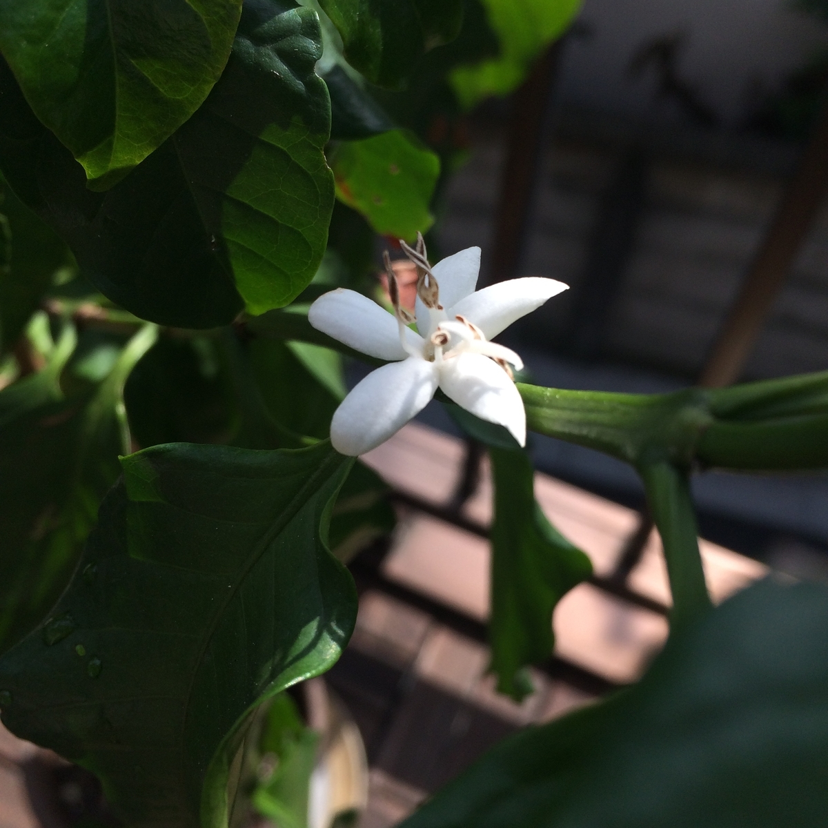 f:id:ma_naru:20190724143933j:plain