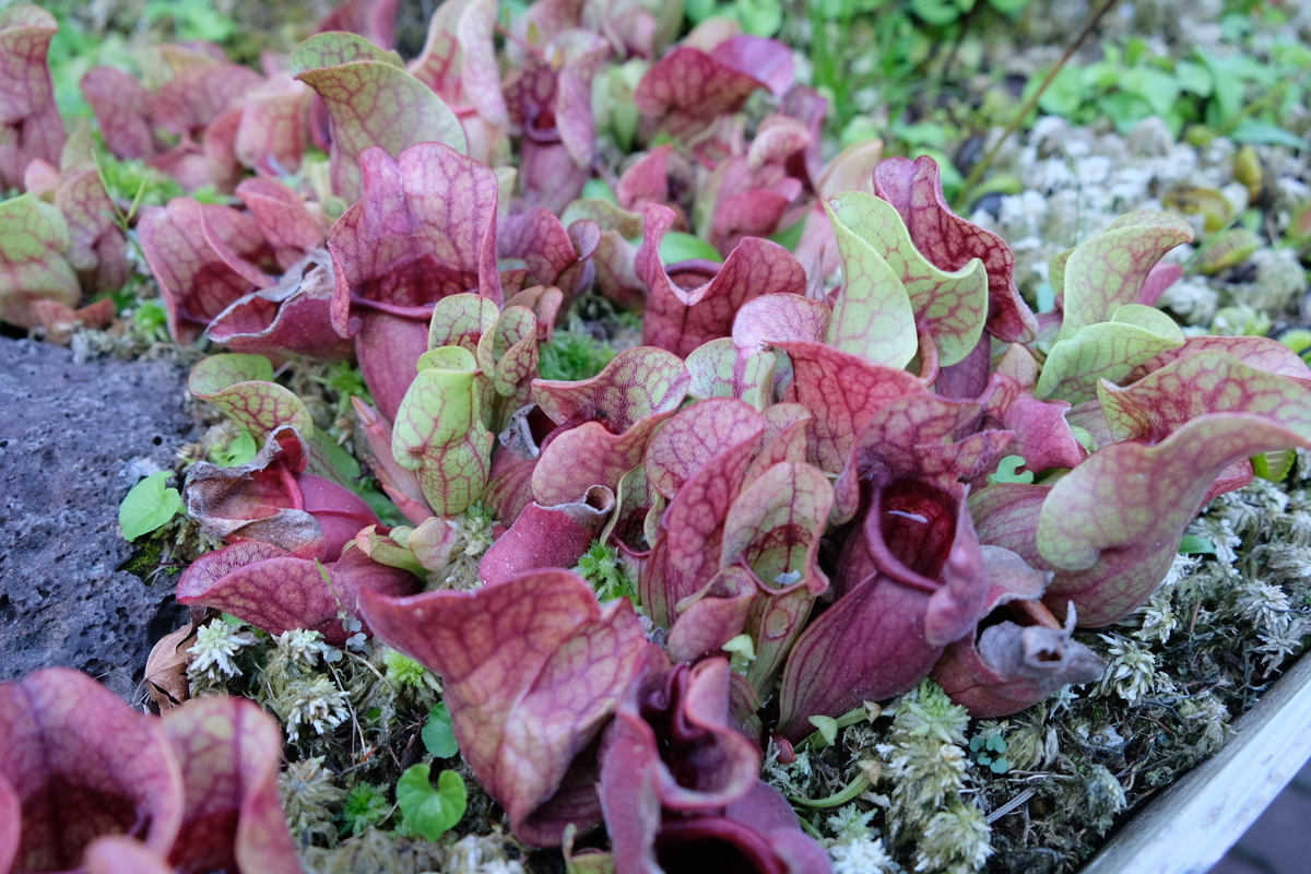 f:id:ma_naru:20201001134600j:plain