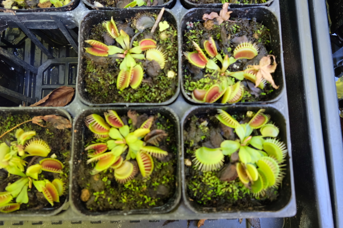 f:id:ma_naru:20201001134602j:plain