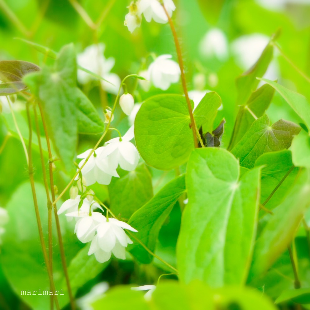 f:id:maa_marimari:20190422211518j:plain