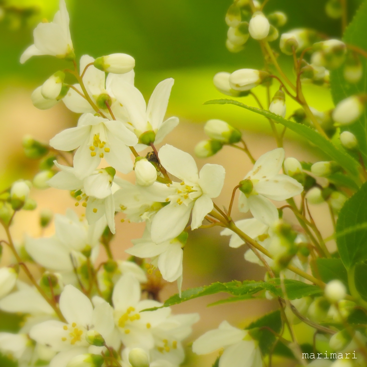 f:id:maa_marimari:20190422211543j:plain