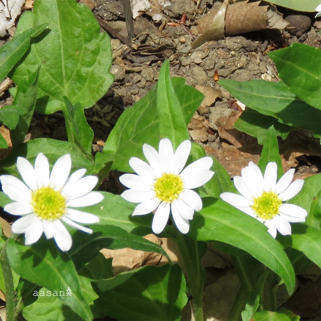 f:id:maa_marimari:20190426182345j:image