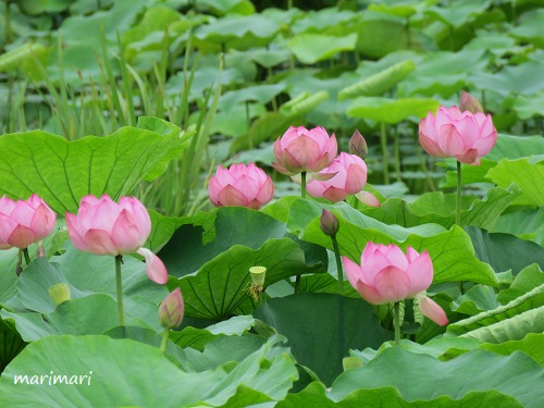 f:id:maa_marimari:20190714215438j:plain f:id:maa_marimari:20190714215438j:plain