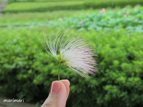 f:id:maa_marimari:20190714215446j:plain f:id:maa_marimari:20190714215446j:plain