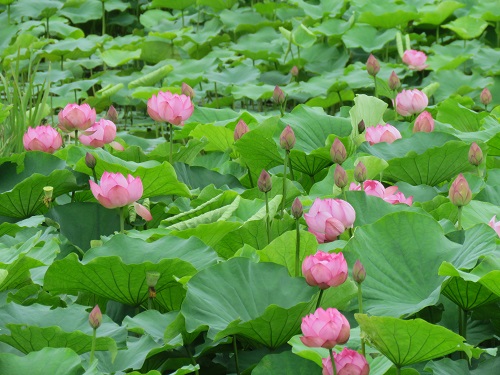 f:id:maa_marimari:20190714220350j:plain f:id:maa_marimari:20190714220350j:plain