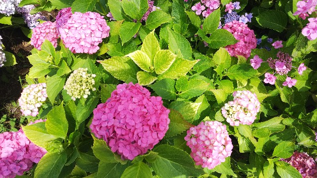 f:id:maaac0510:20180626222308j:image f:id:maaac0510:20180626222308j:image