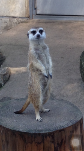 f:id:maacoluke:20151016064706p:plain f:id:maacoluke:20151016064706p:plain