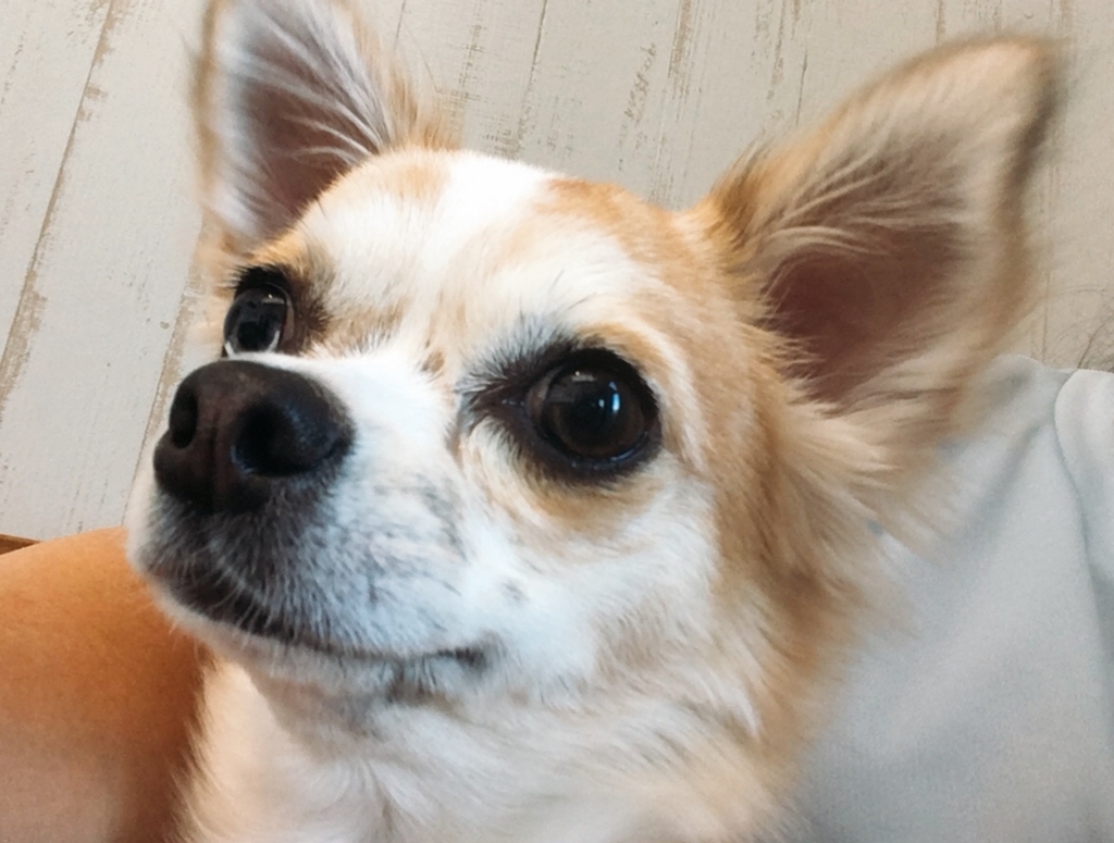 f:id:maaru0313:20180522210207j:plain f:id:maaru0313:20180522210207j:plain