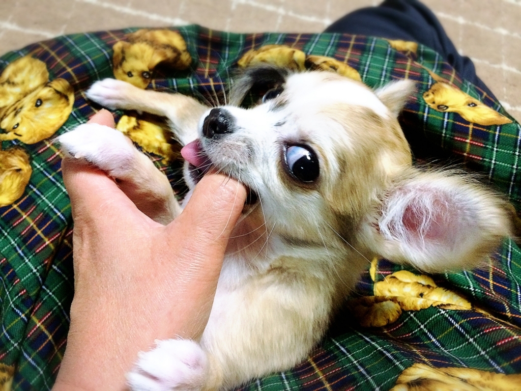 f:id:maaru0313:20180523204658j:plain