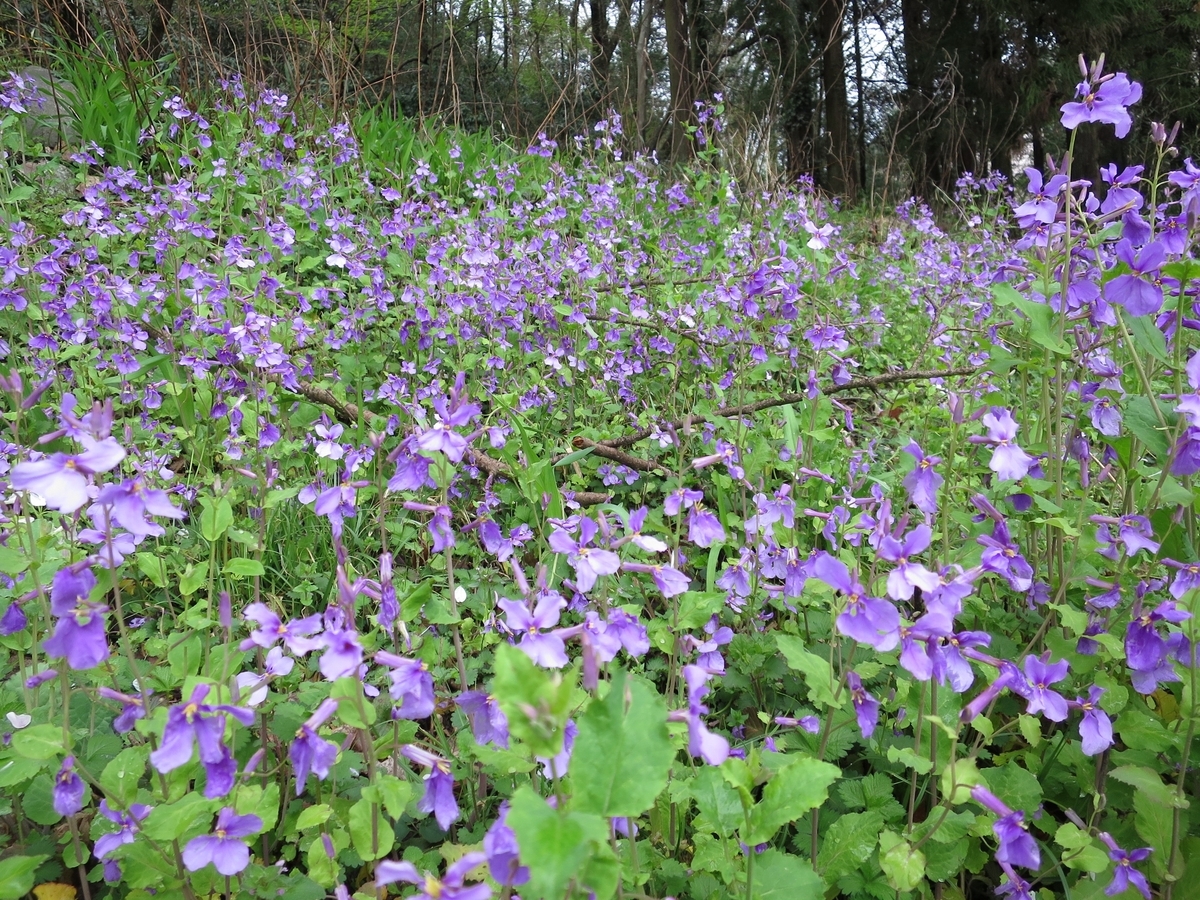 今年も桜三昧キャンプでスタート - 天幕日記