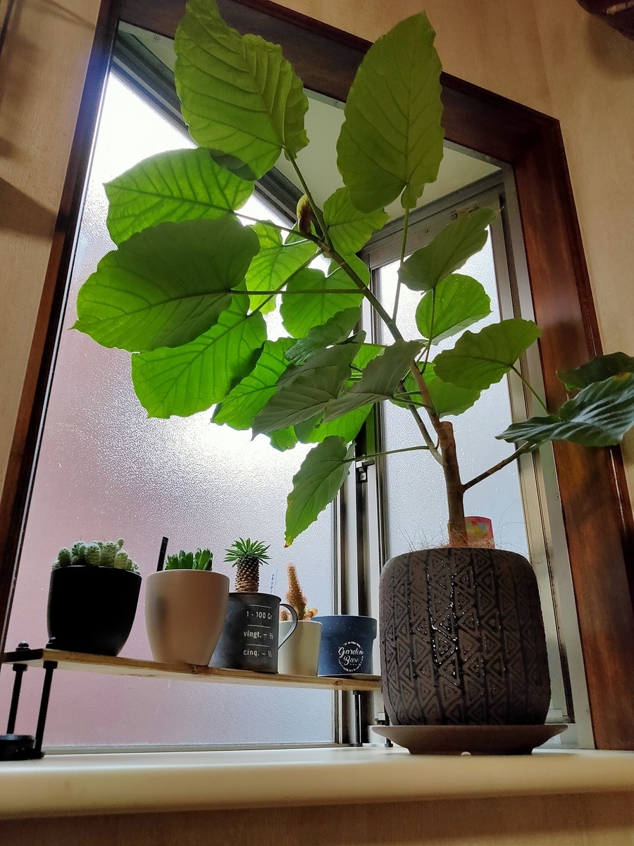 f:id:mabo2011:20210505101648j:plain