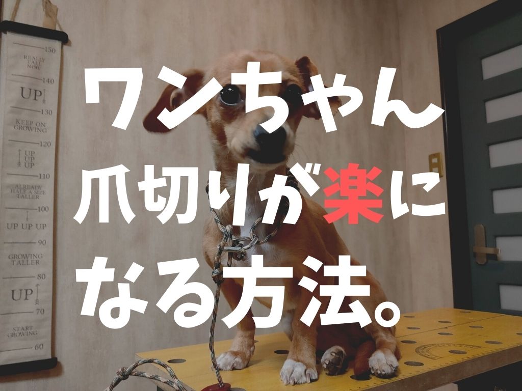 パラコードとカラビナで犬の爪切りを楽にする 甘噛と暴れるを無くす方法 D I Camp Diyとcampのコト