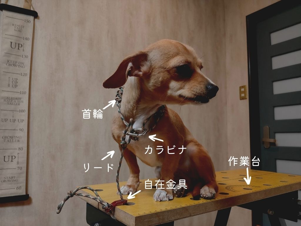 パラコードとカラビナで犬の爪切りを楽にする 甘噛と暴れるを無くす方法 D I Camp Diyとcampのコト