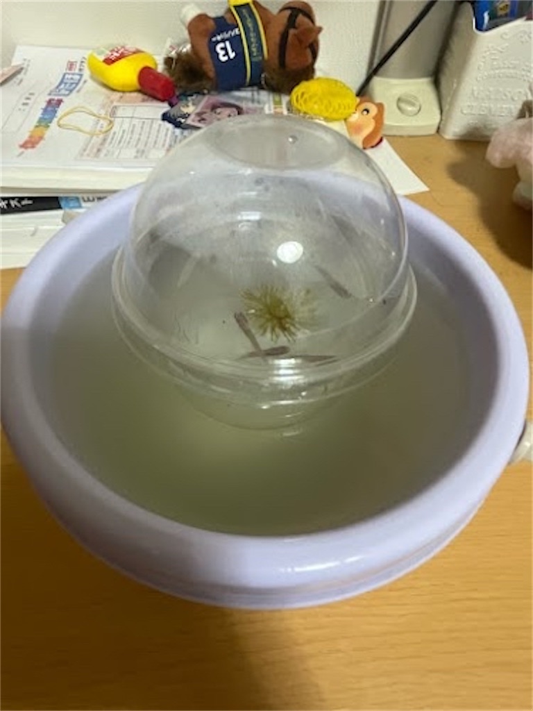 f:id:mabo_r13:20260517214611j:image