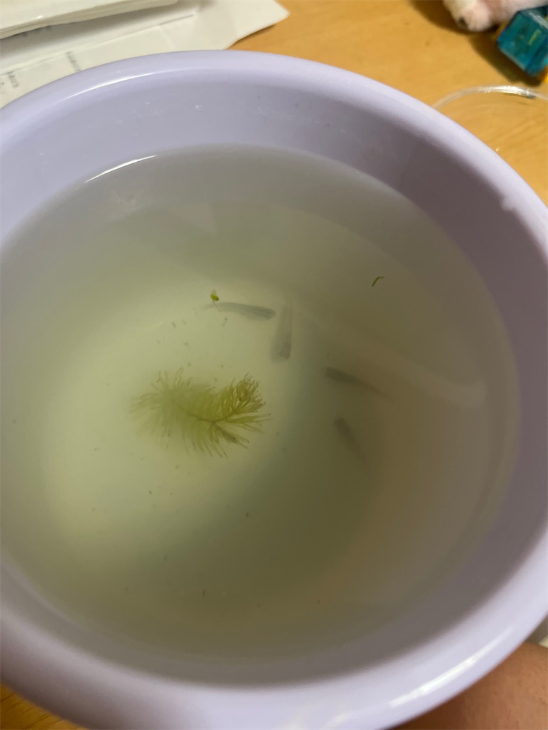 f:id:mabo_r13:20260517214726j:image