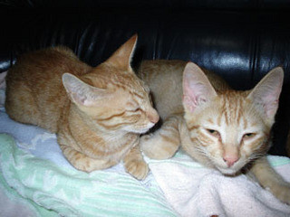 f:id:maborosido:20070717230614j:image f:id:maborosido:20070717230614j:image