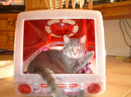 初代 iMac が猫ハウスに^^) - まぶてく！