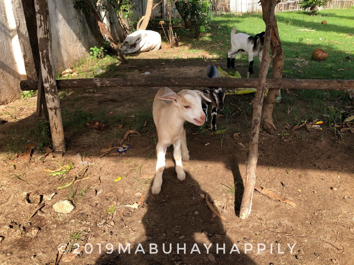 f:id:mabuhayhappily:20200525042717j:plain f:id:mabuhayhappily:20200525042717j:plain
