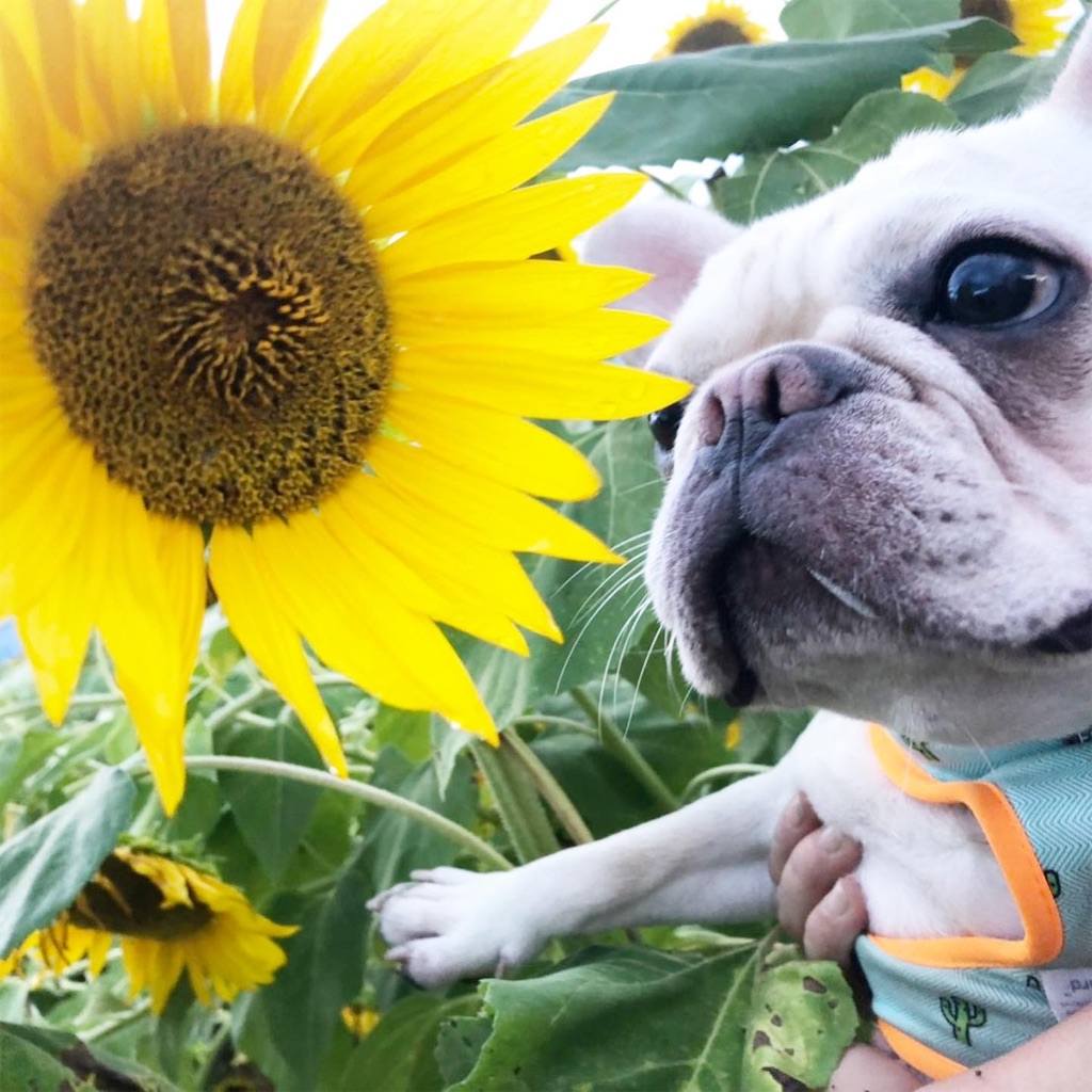 f:id:mac45atm642:20190929160547j:image