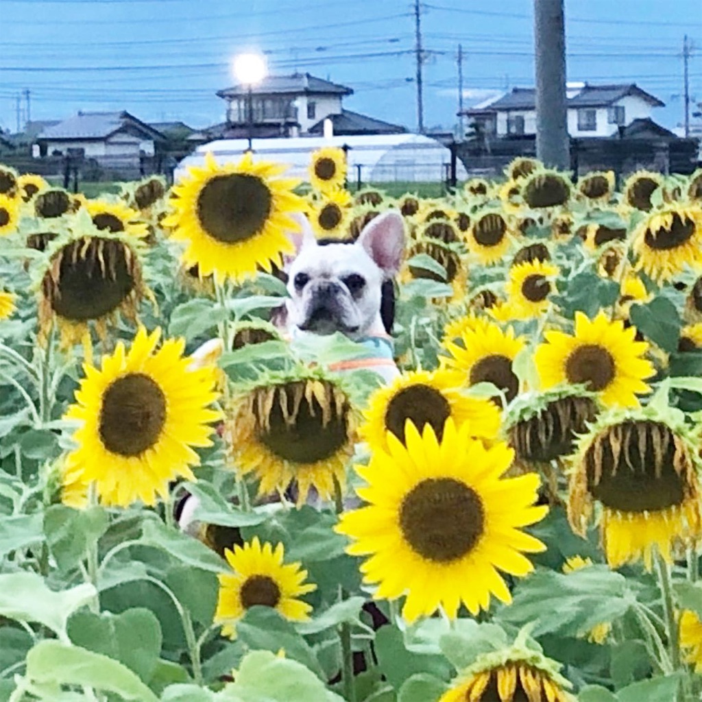 f:id:mac45atm642:20190929160610j:image