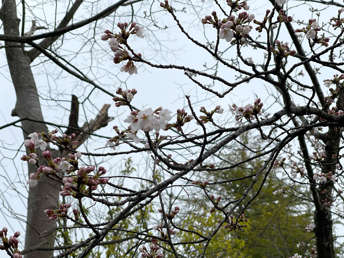 f:id:mac_papa:20210328121652j:plain