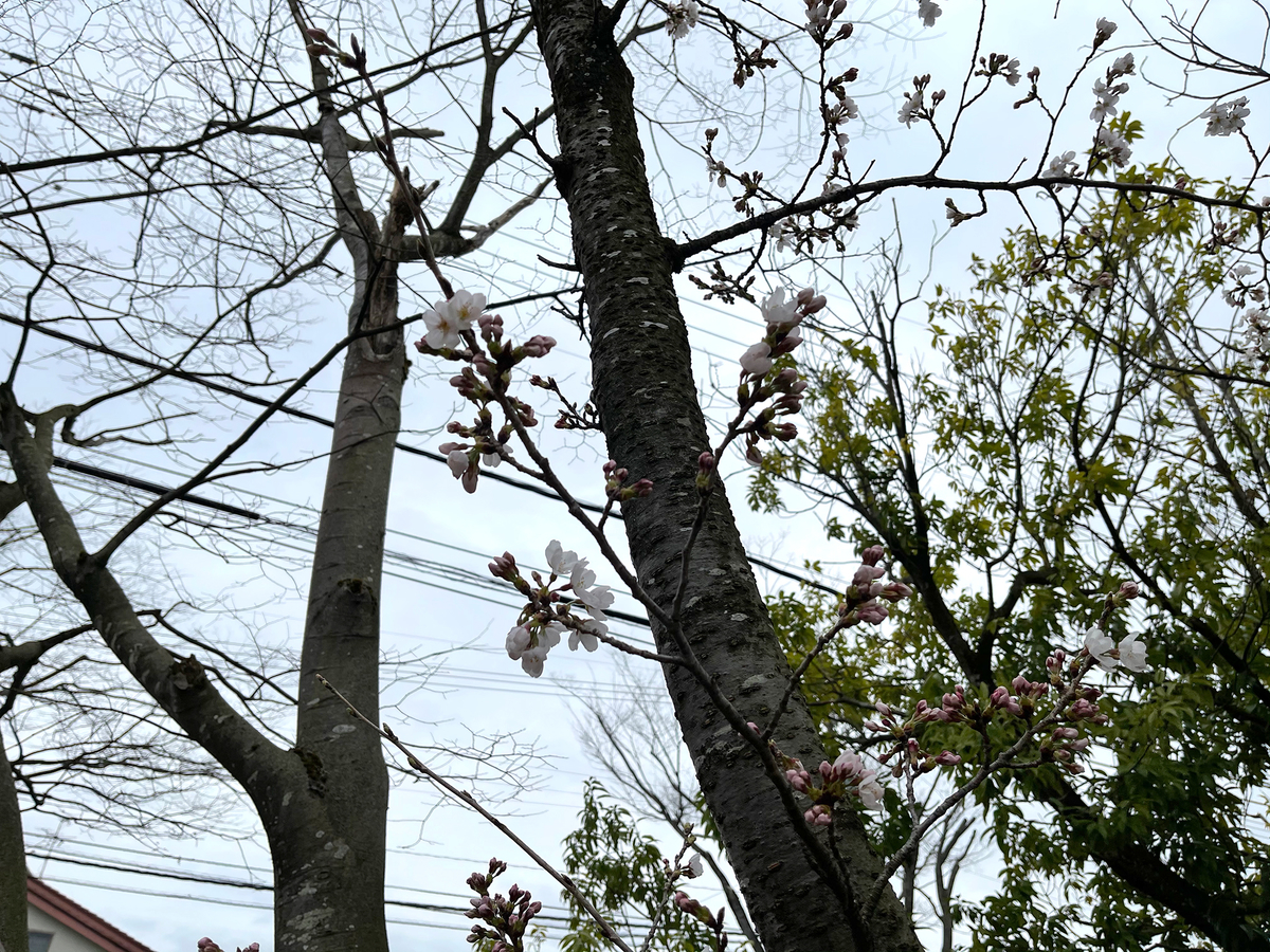 f:id:mac_papa:20210328121713j:plain