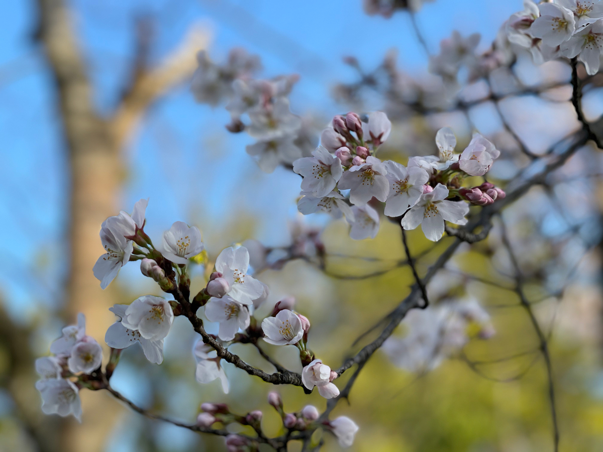 f:id:mac_papa:20210329074133j:plain