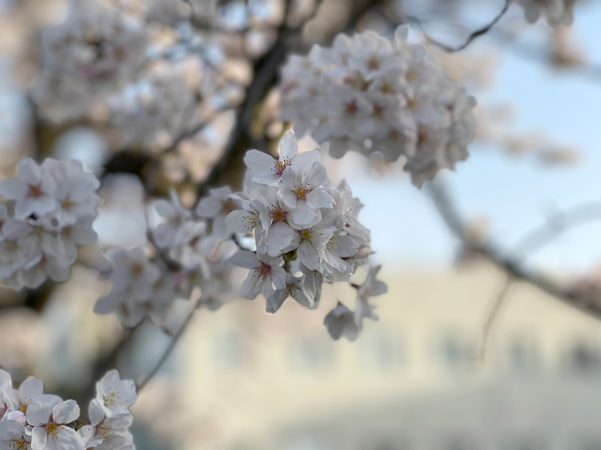 f:id:mac_papa:20210331075641j:plain