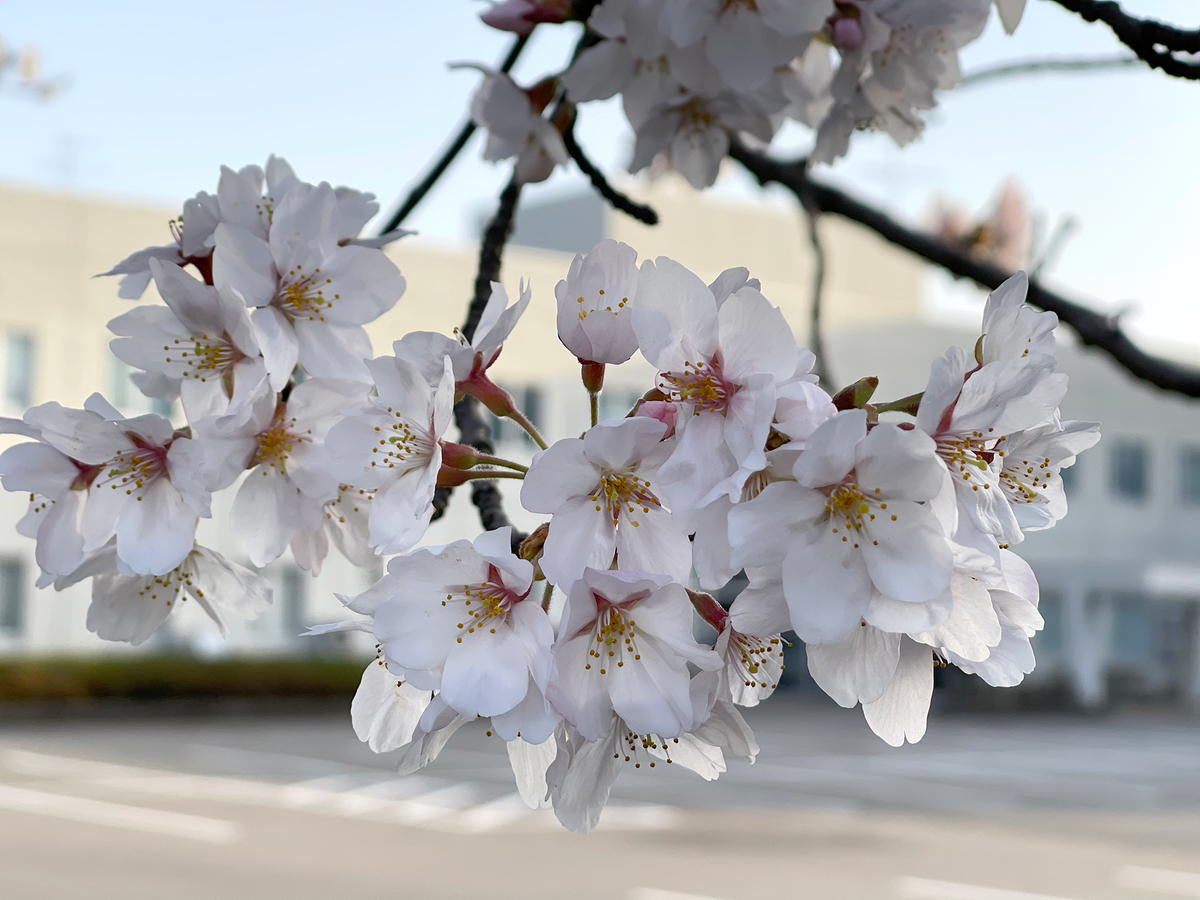 f:id:mac_papa:20210331075652j:plain