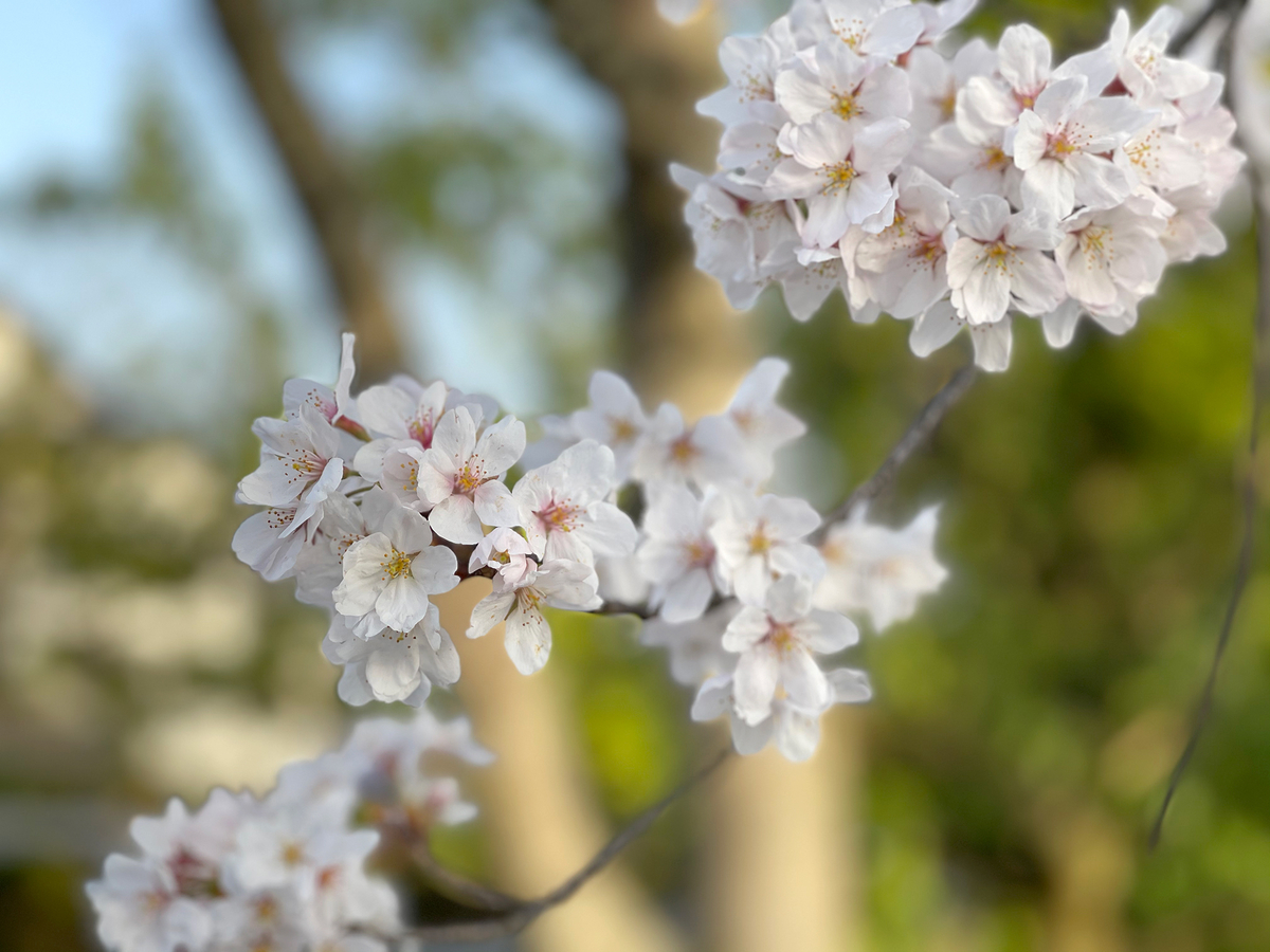 f:id:mac_papa:20210331075705j:plain