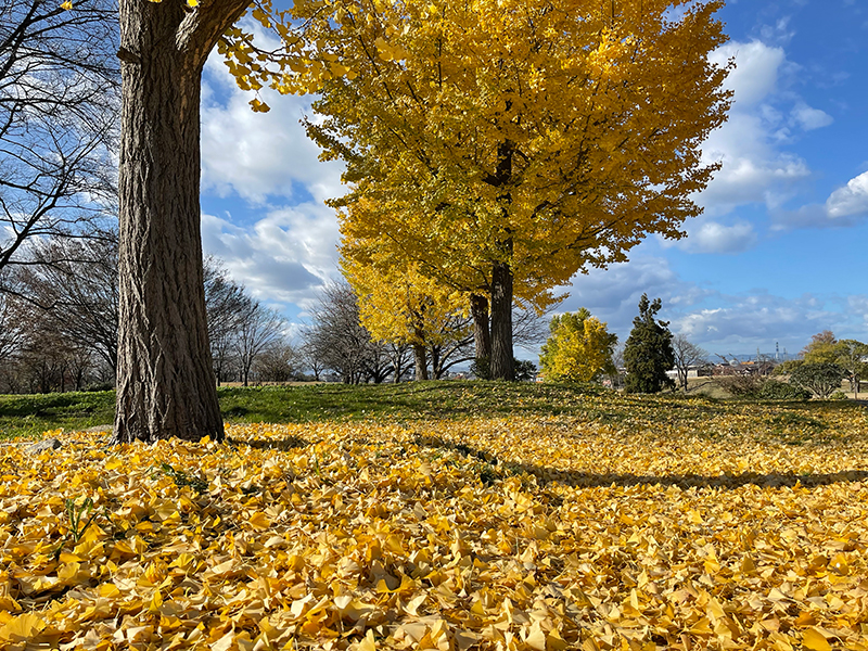 f:id:mac_papa:20211128185424j:plain