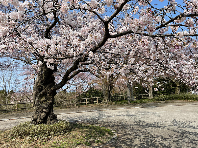 f:id:mac_papa:20220406160017j:plain