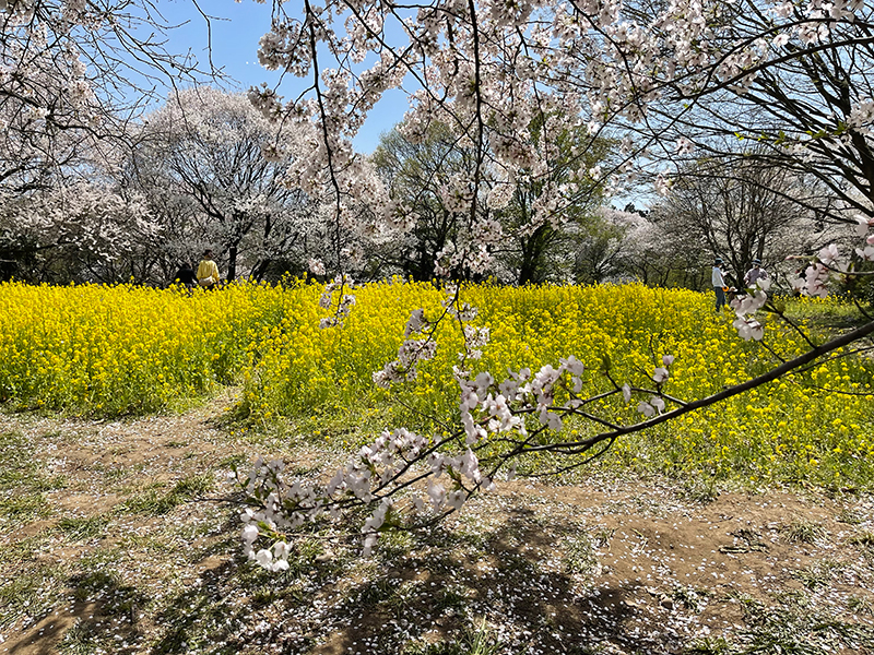 f:id:mac_papa:20220410144038j:plain