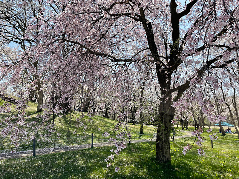 f:id:mac_papa:20220410144050j:plain