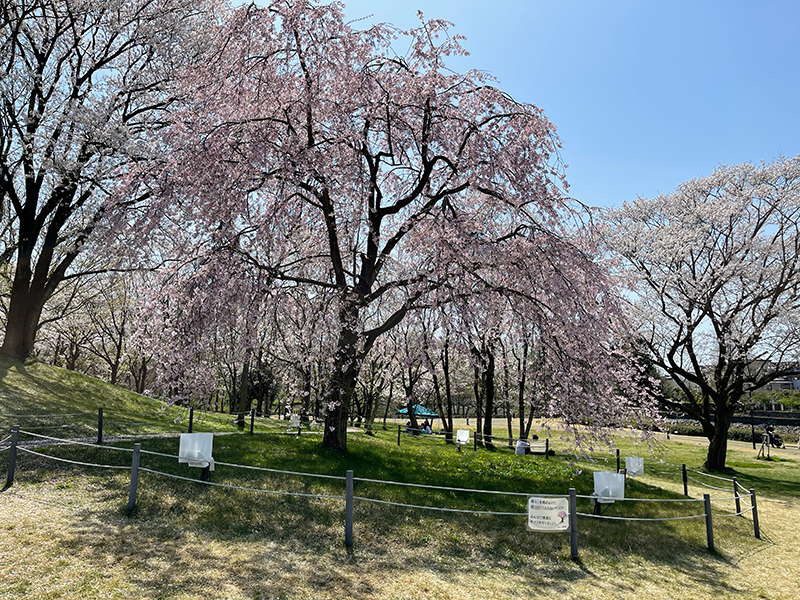 f:id:mac_papa:20220410144100j:plain