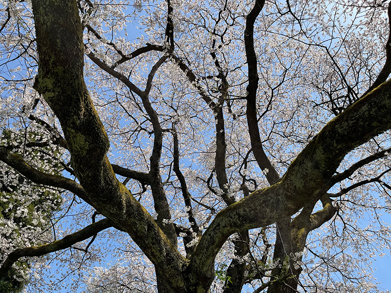 f:id:mac_papa:20220410144222j:plain