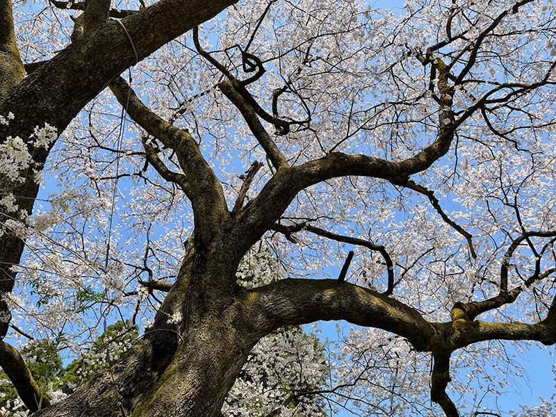 f:id:mac_papa:20220410144235j:plain