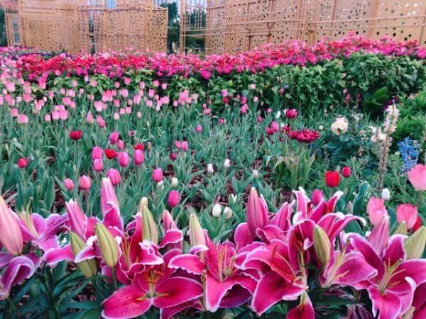 マカオ　年末年始　フラワーショー