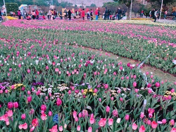 マカオ　年末年始　チューリップ