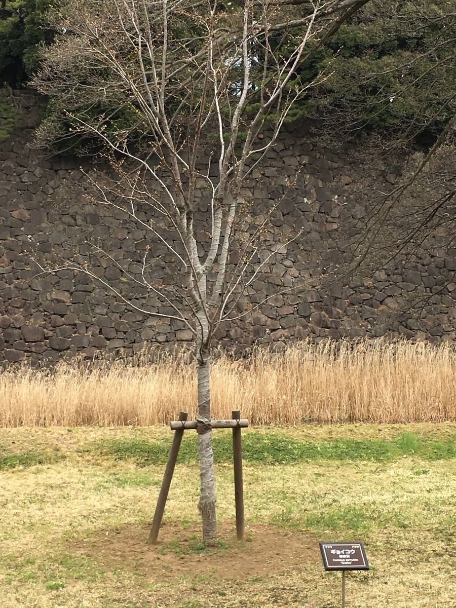 f:id:macaronblog:20190330200837j:plain