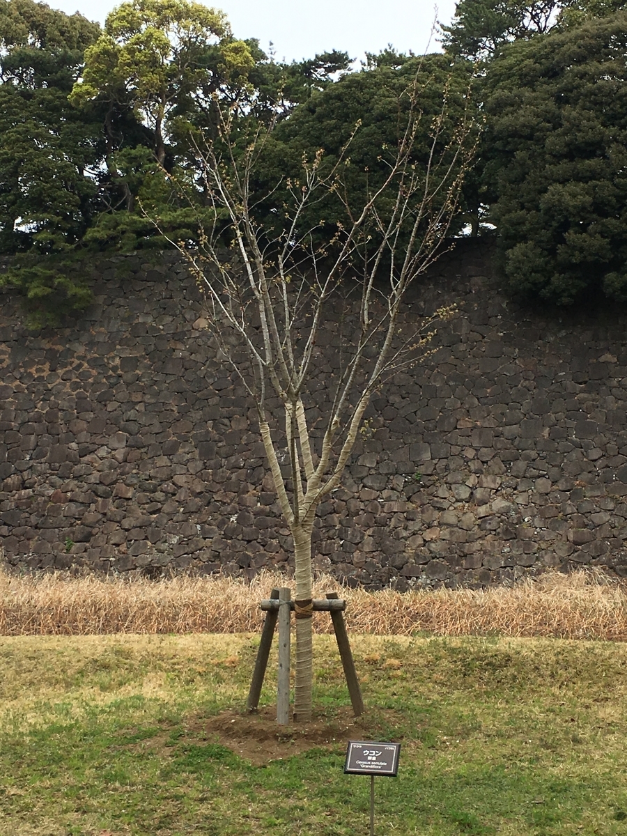 f:id:macaronblog:20190330200955j:plain