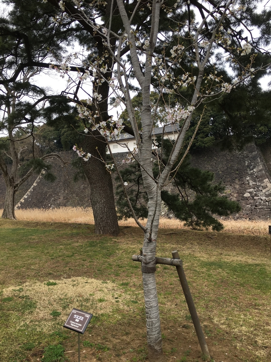 f:id:macaronblog:20190330201019j:plain
