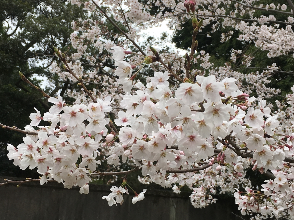 f:id:macaronblog:20190330201507j:plain