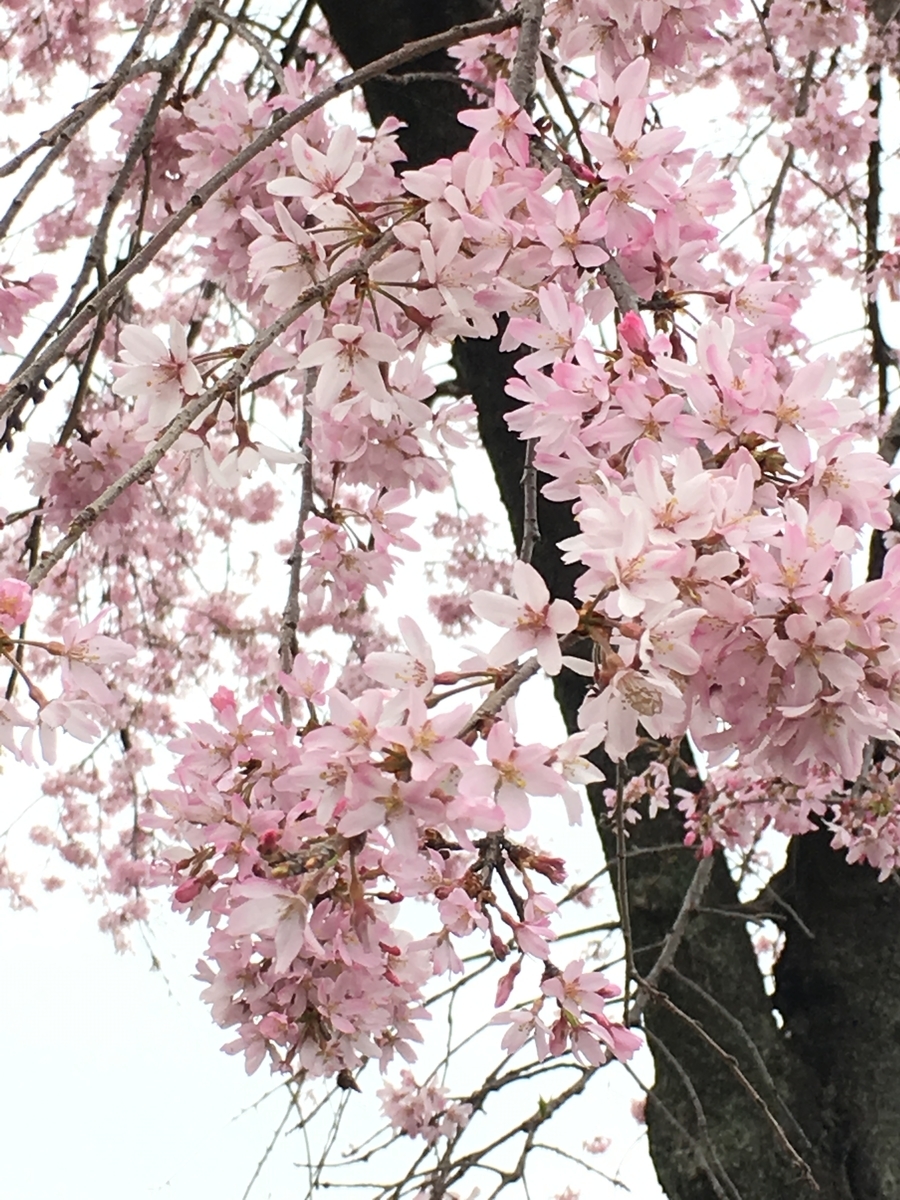 f:id:macaronblog:20190330201628j:plain