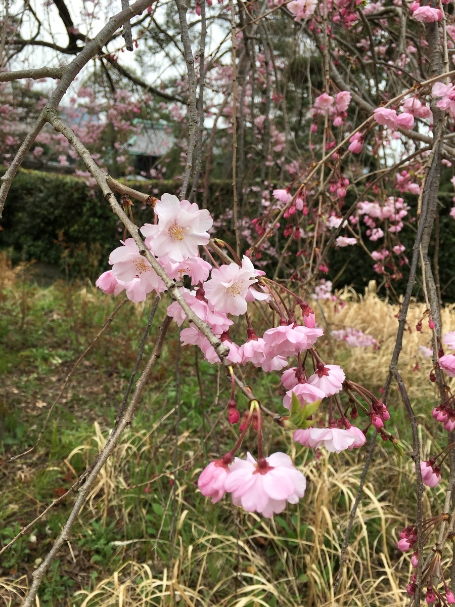 f:id:macaronblog:20190330201744j:plain